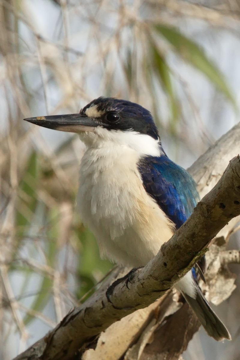 Forest Kingfisher - ML618694908