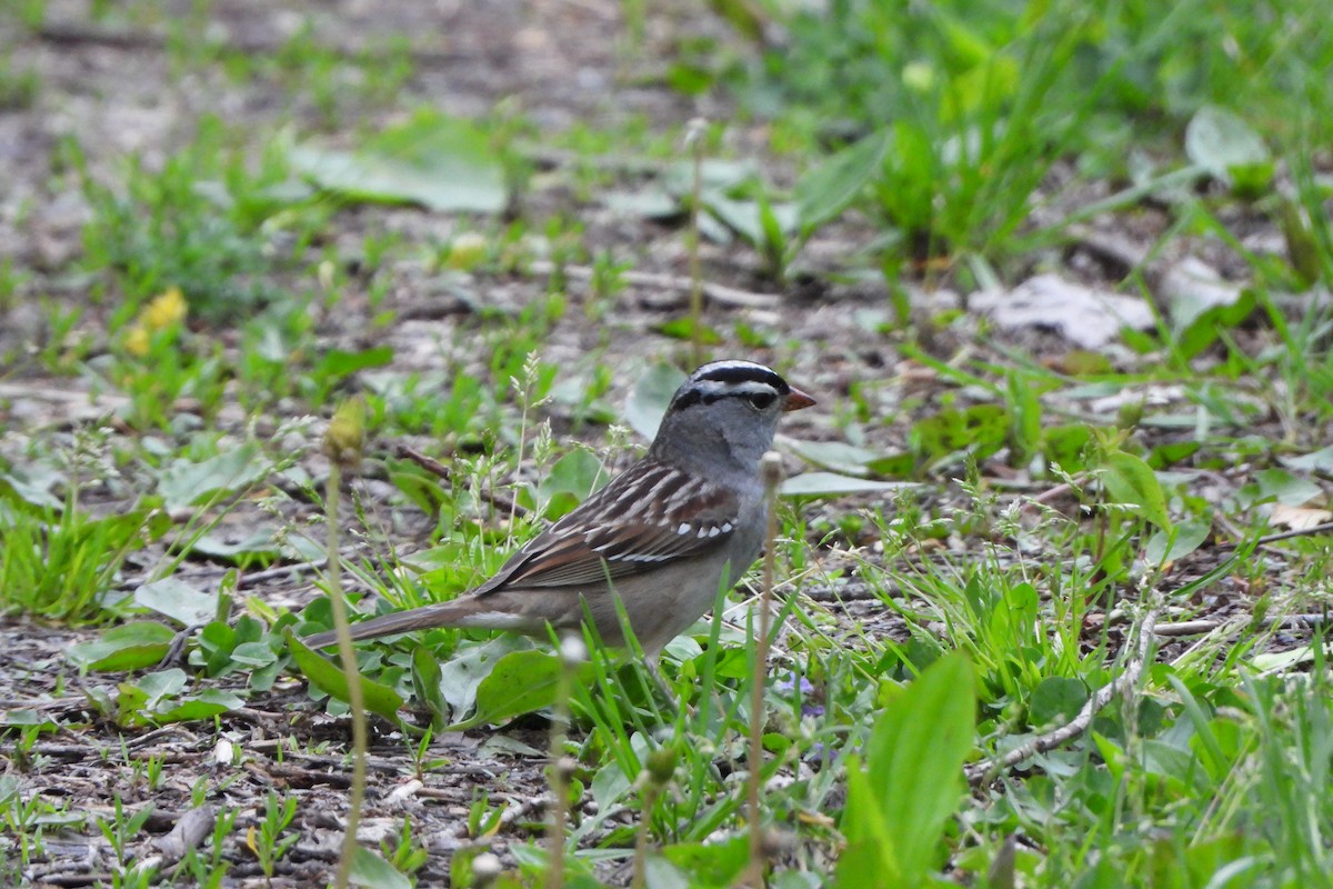 White-crowned Sparrow - ML618694914