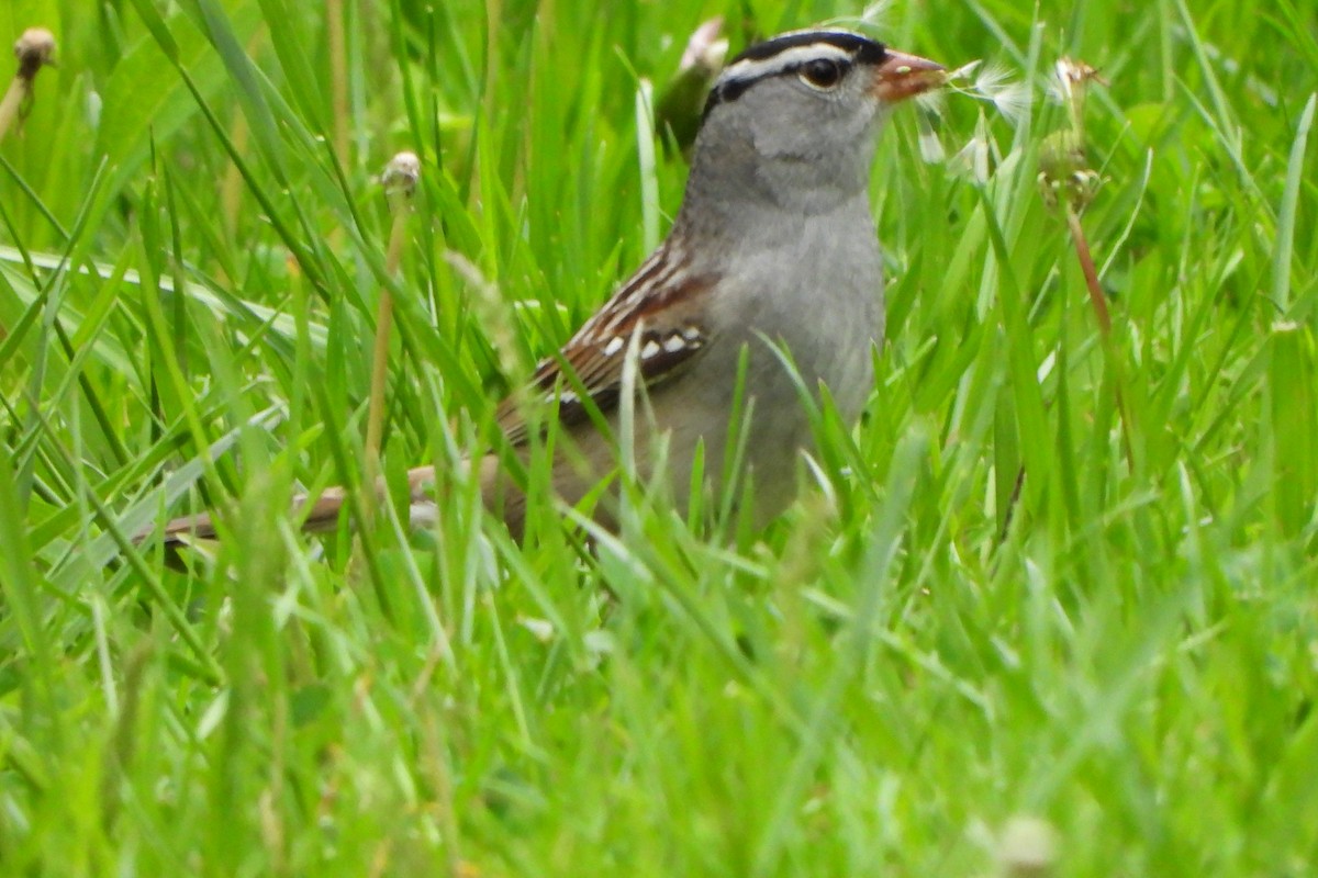 White-crowned Sparrow - ML618694915