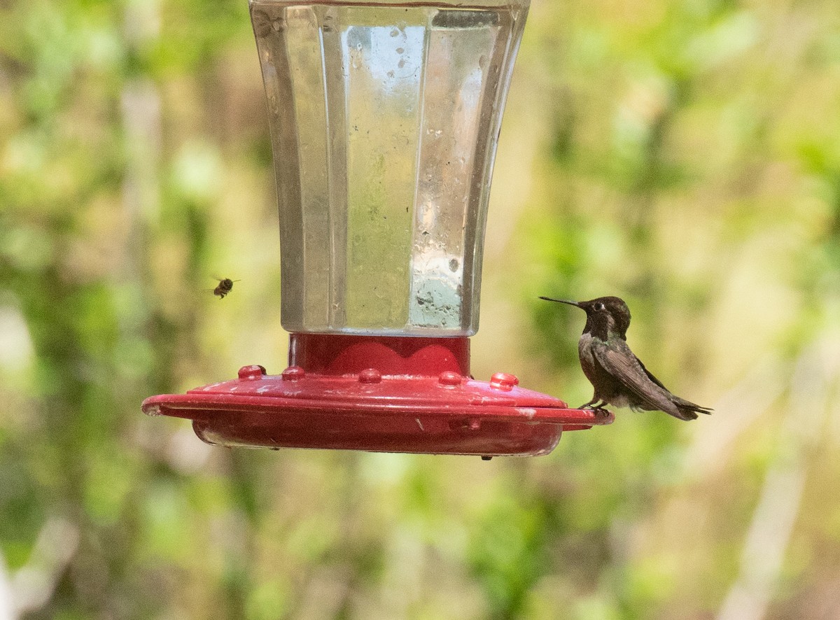 Anna's Hummingbird - ML618694931