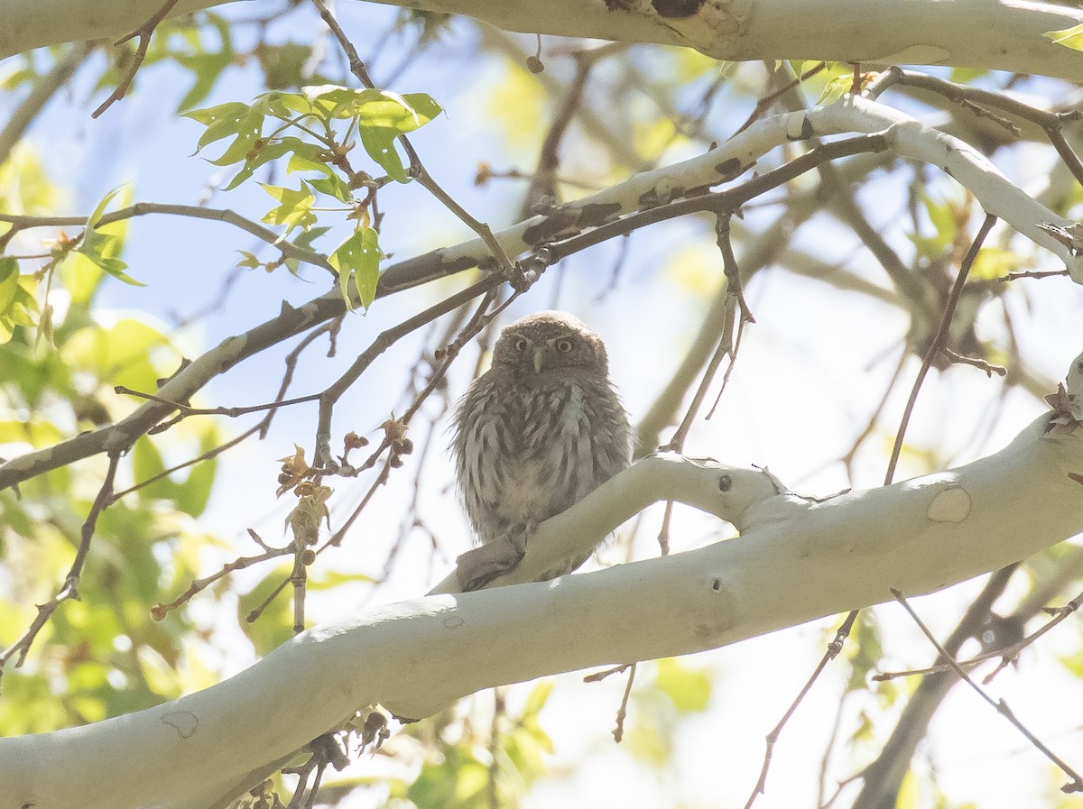 Northern Pygmy-Owl - ML618694945