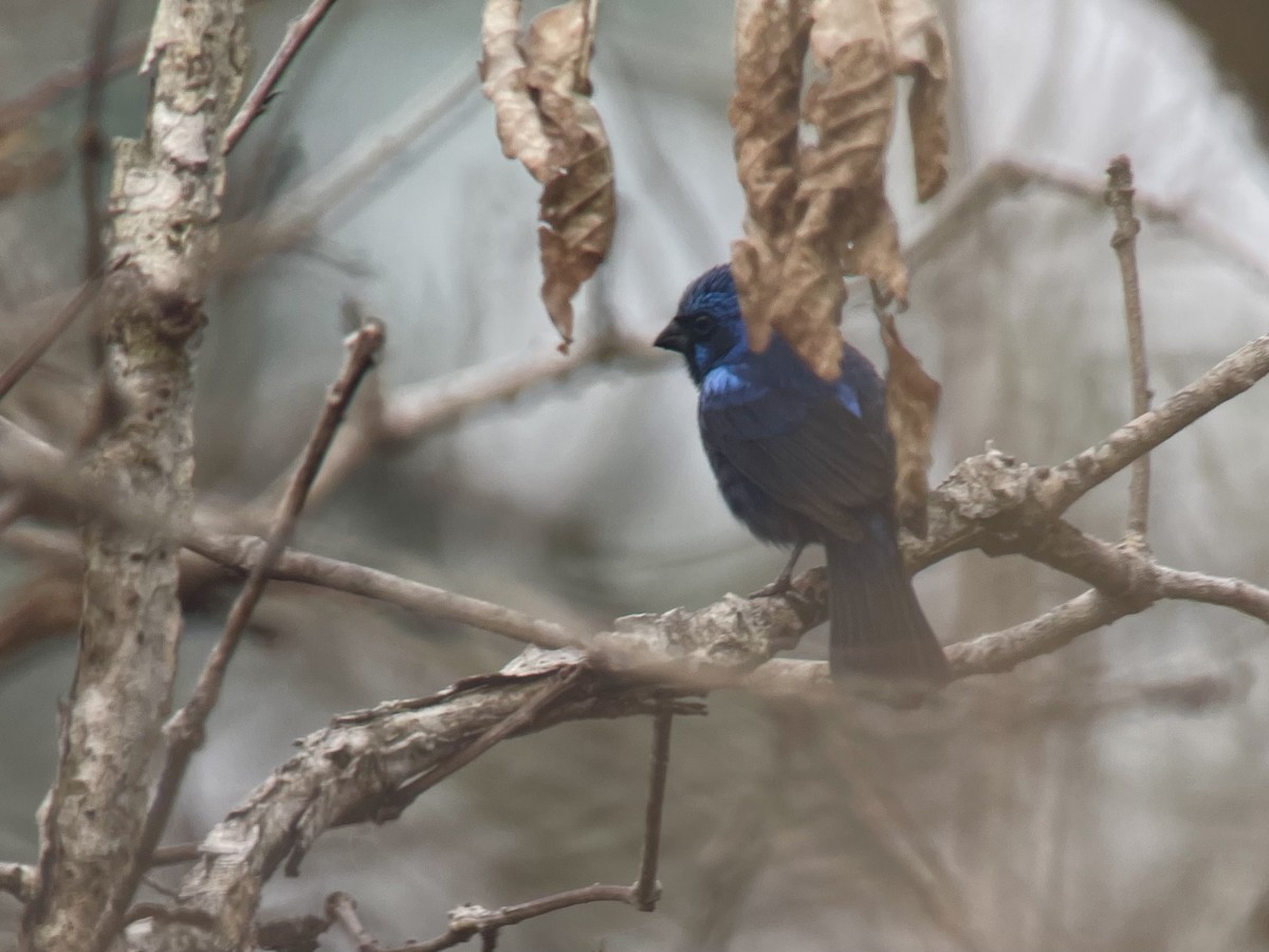 Blue Bunting (Middle America) - ML618694961