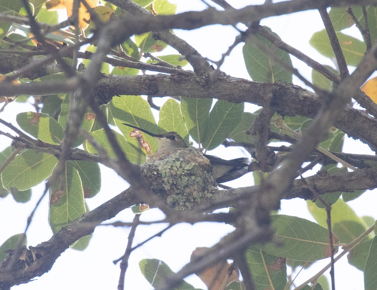 Black-chinned Hummingbird - ML618694979
