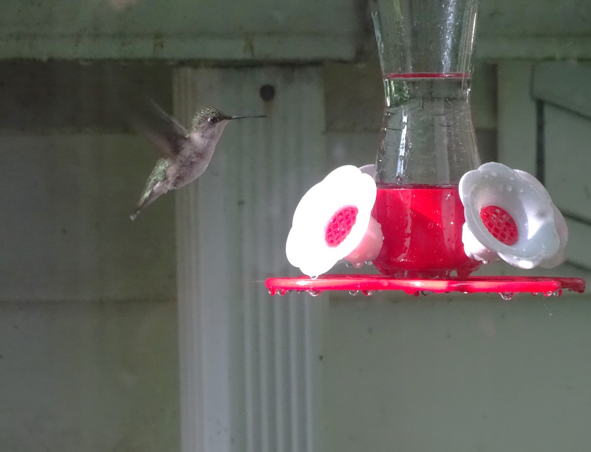 Ruby-throated Hummingbird - ML618695015