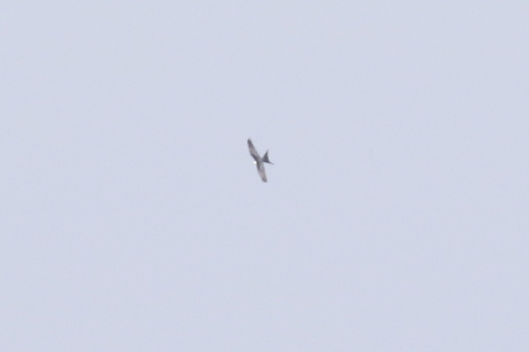 Swallow-tailed Kite - mario balitbit