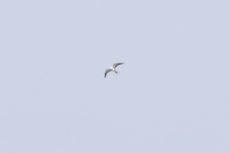 Swallow-tailed Kite - mario balitbit