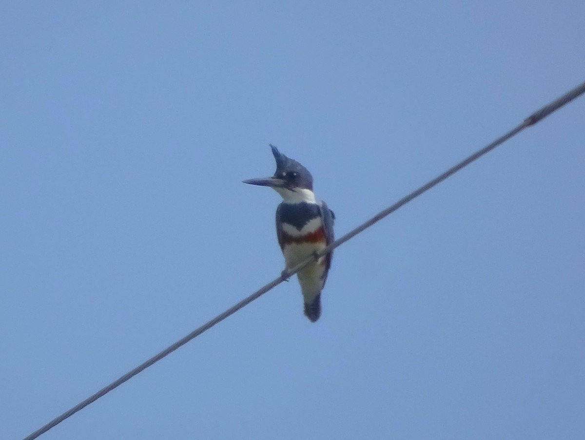 Belted Kingfisher - ML618695053