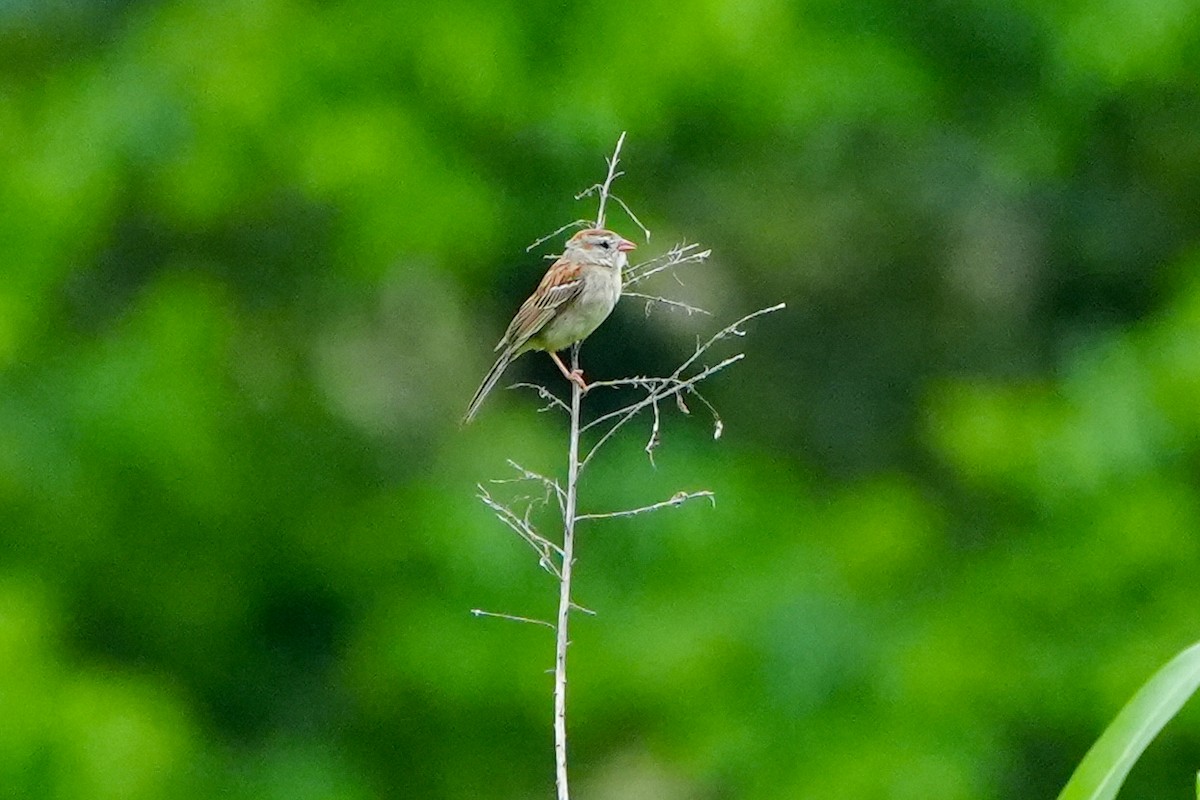 Field Sparrow - ML618695066