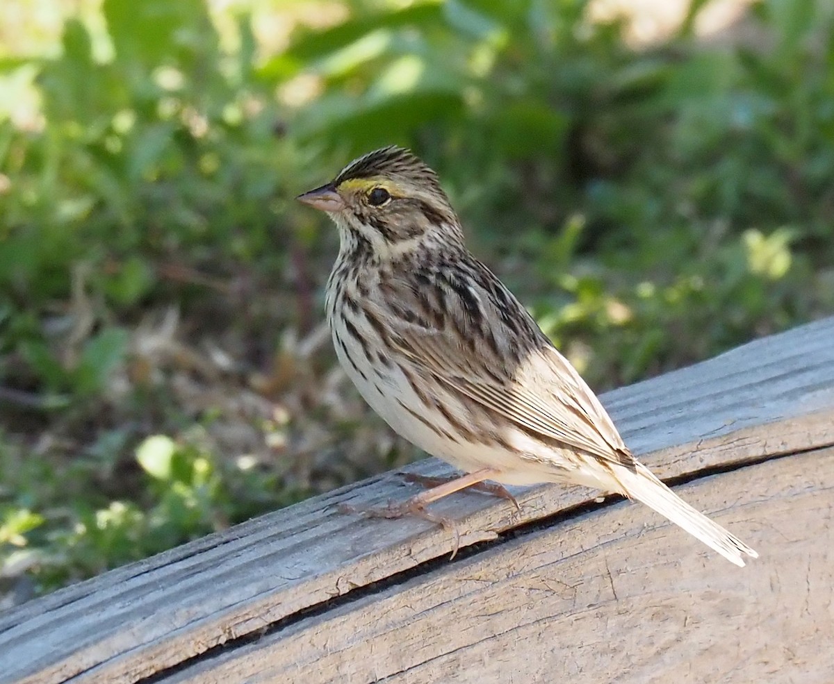 Savannah Sparrow - ML618695068