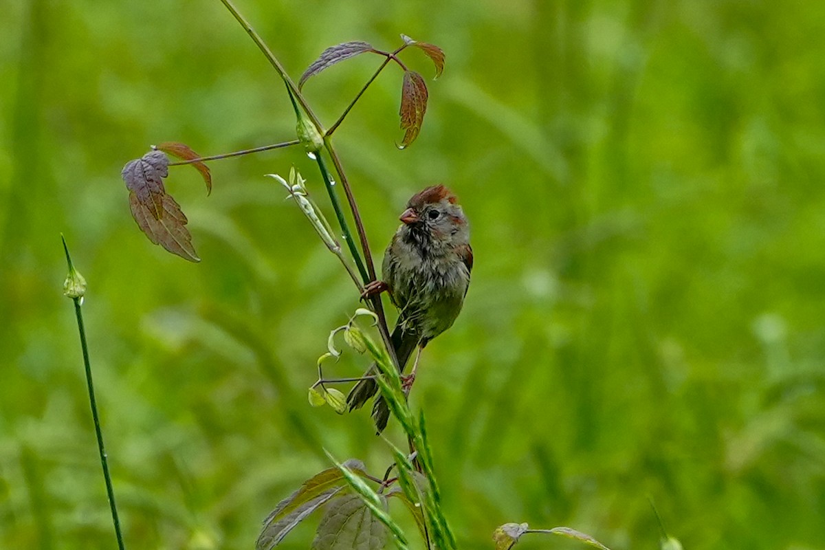 Field Sparrow - ML618695074