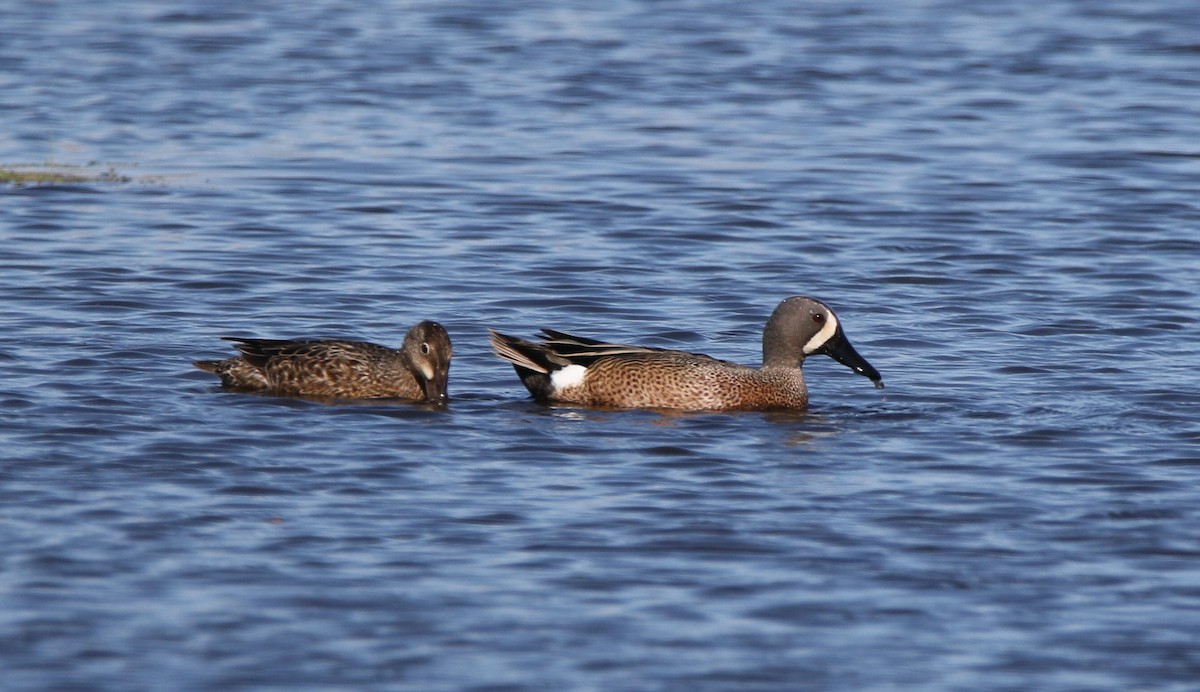Blue-winged Teal - Marie-Josee D'Amour