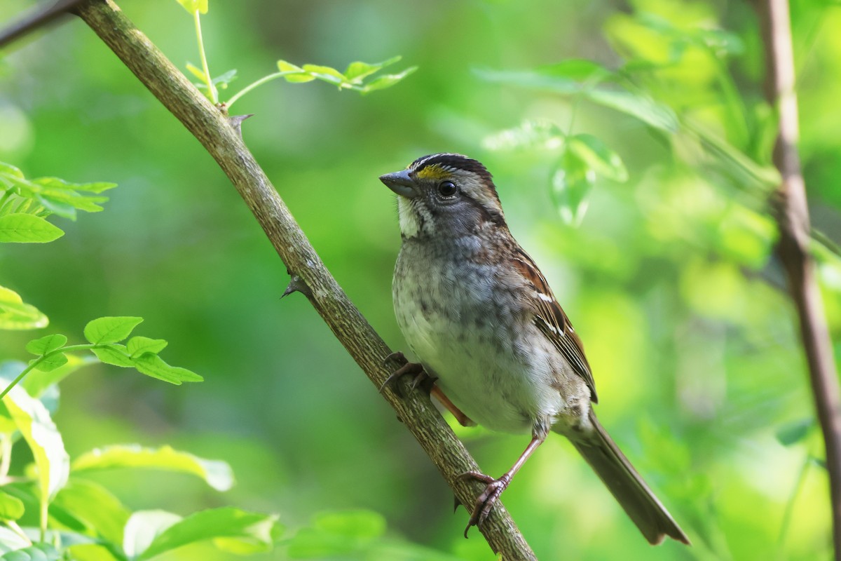 White-throated Sparrow - ML618695106
