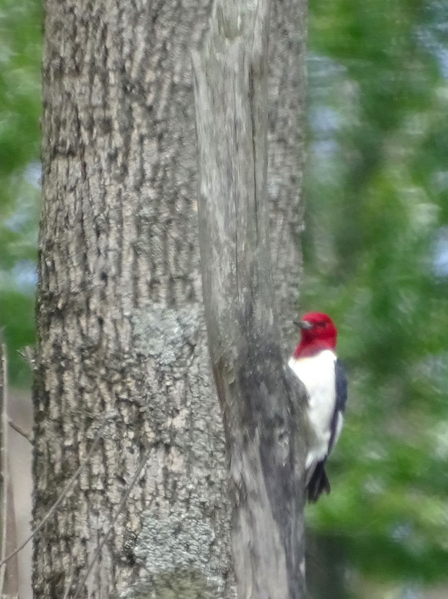 Red-headed Woodpecker - Su Snyder