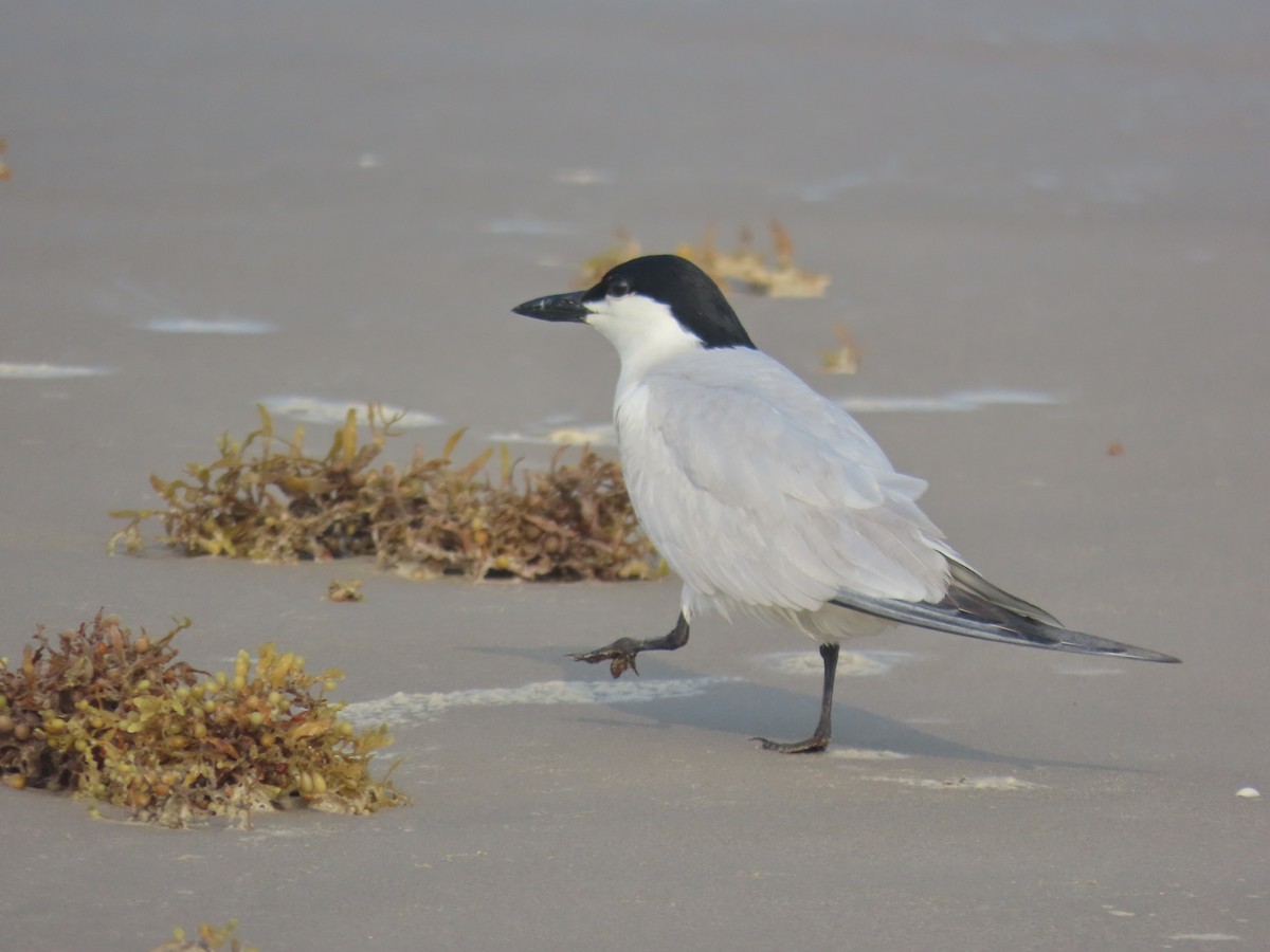 Gull-billed Tern - ML618695115