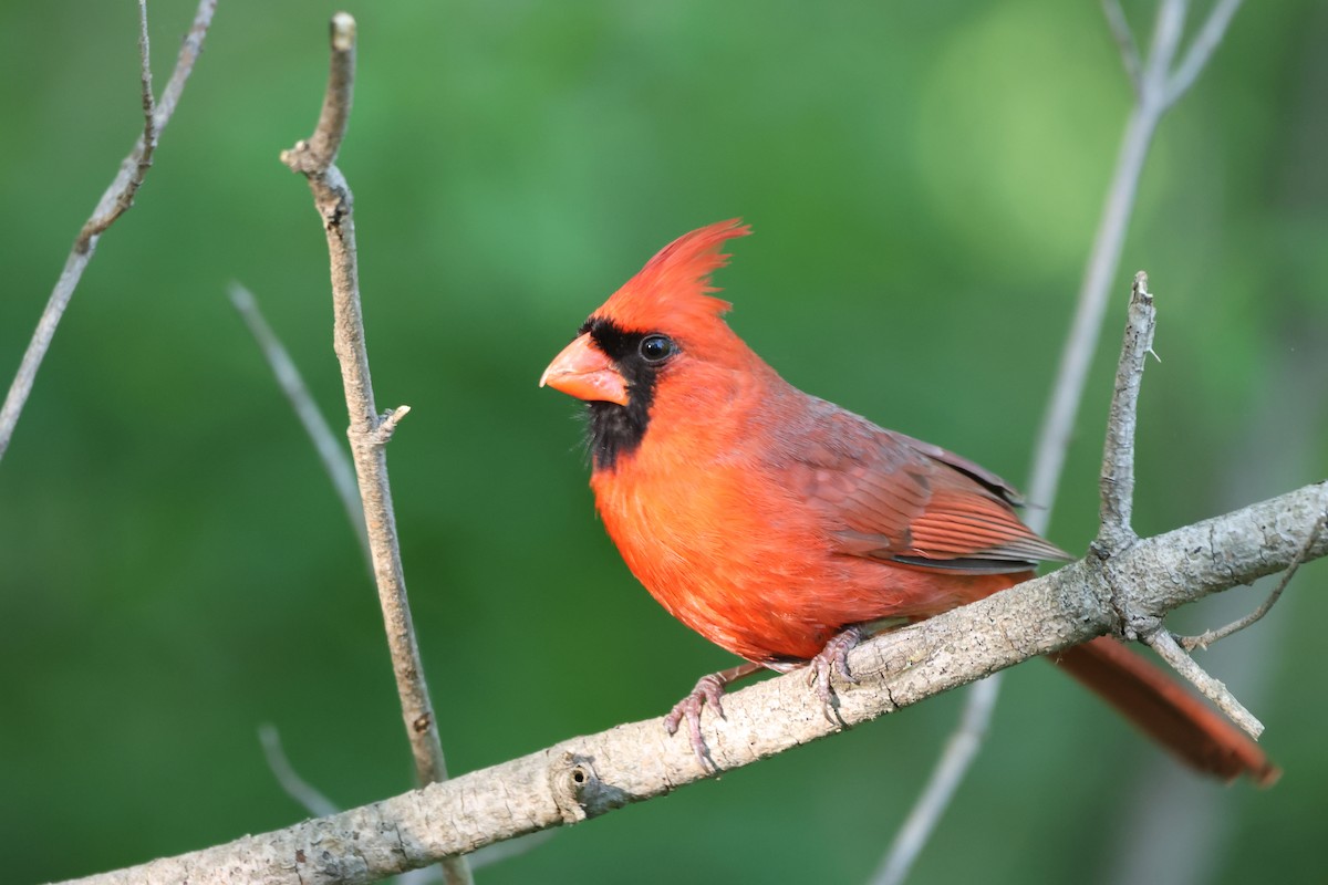 Northern Cardinal - Andy Dettling