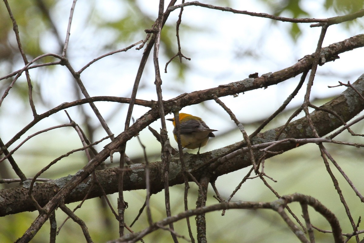 Prothonotary Warbler - ML618695163