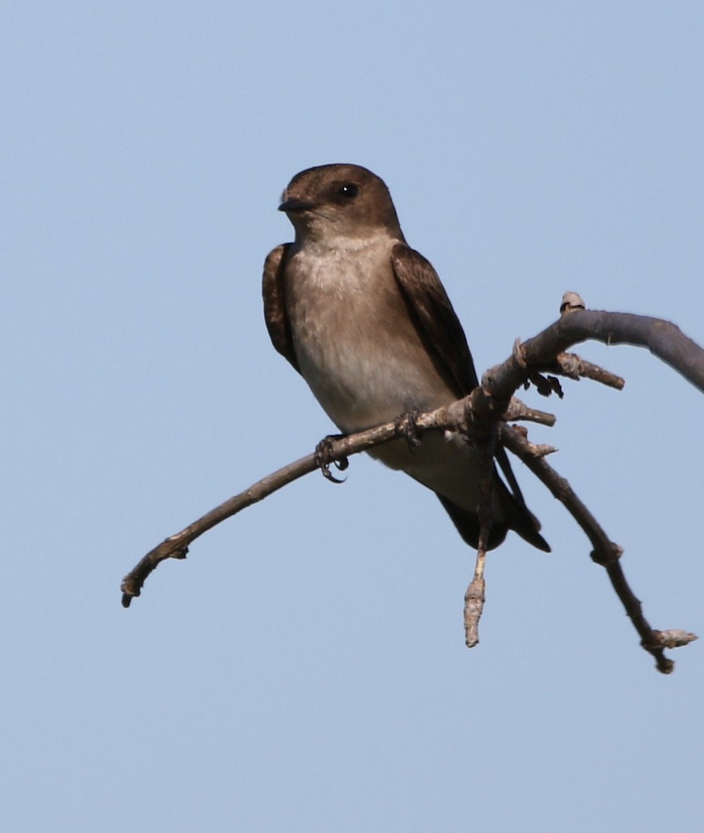 Northern Rough-winged Swallow - ML618695174