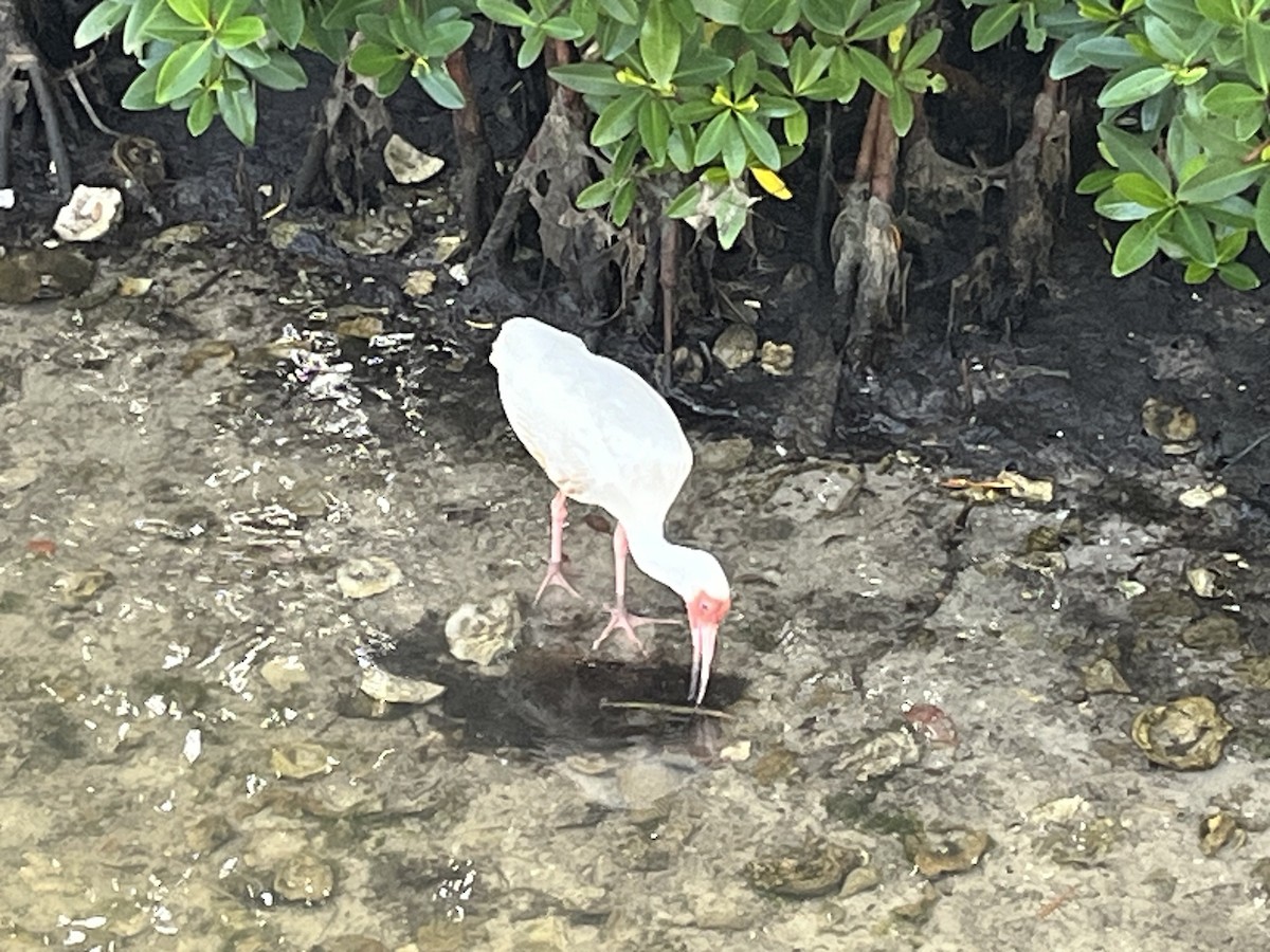 ibis bílý - ML618695189