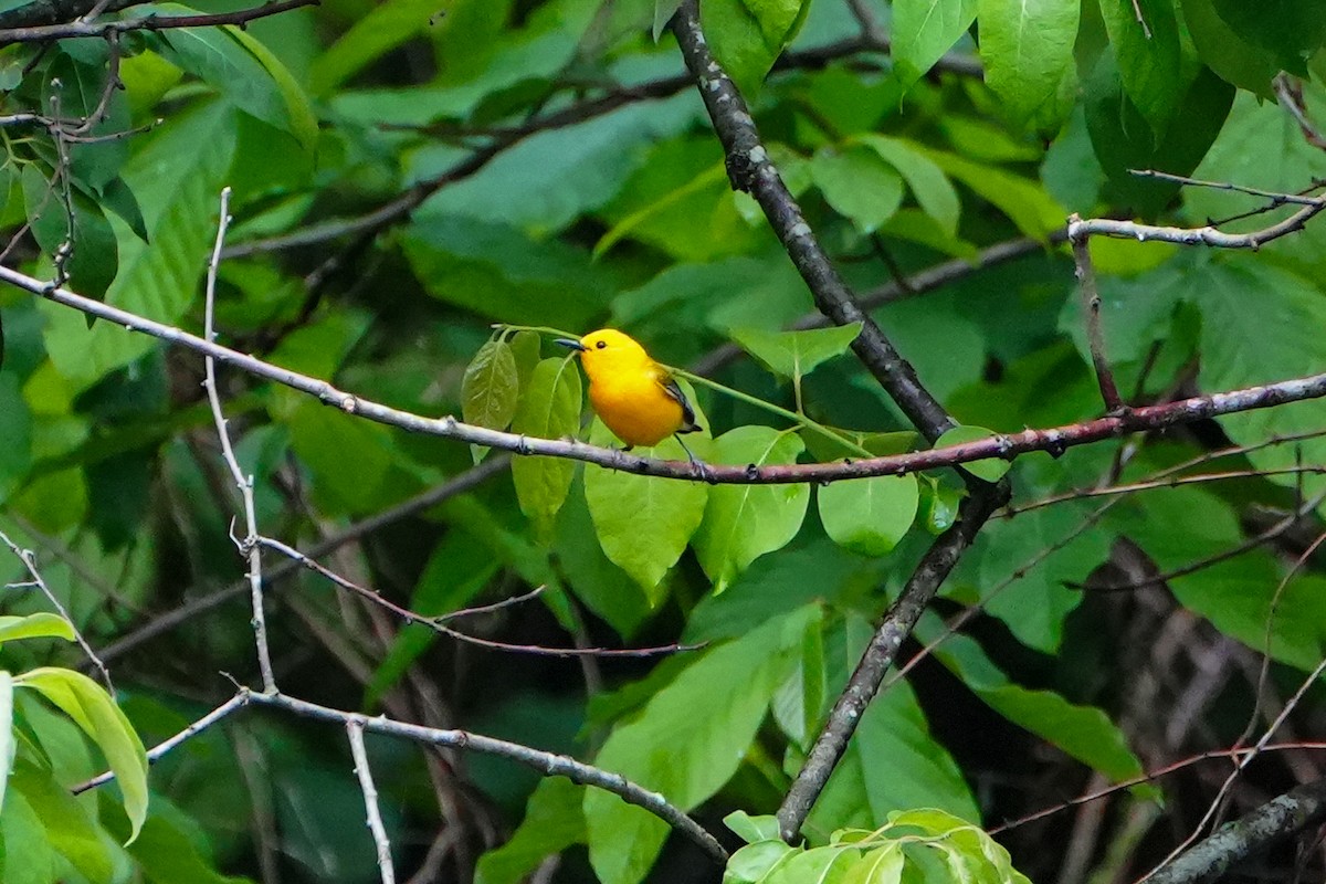 Prothonotary Warbler - ML618695205