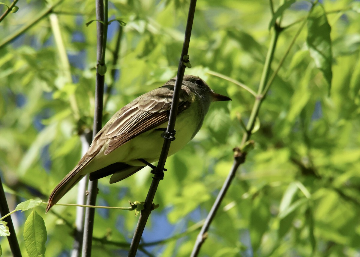 Great Crested Flycatcher - ML618695224
