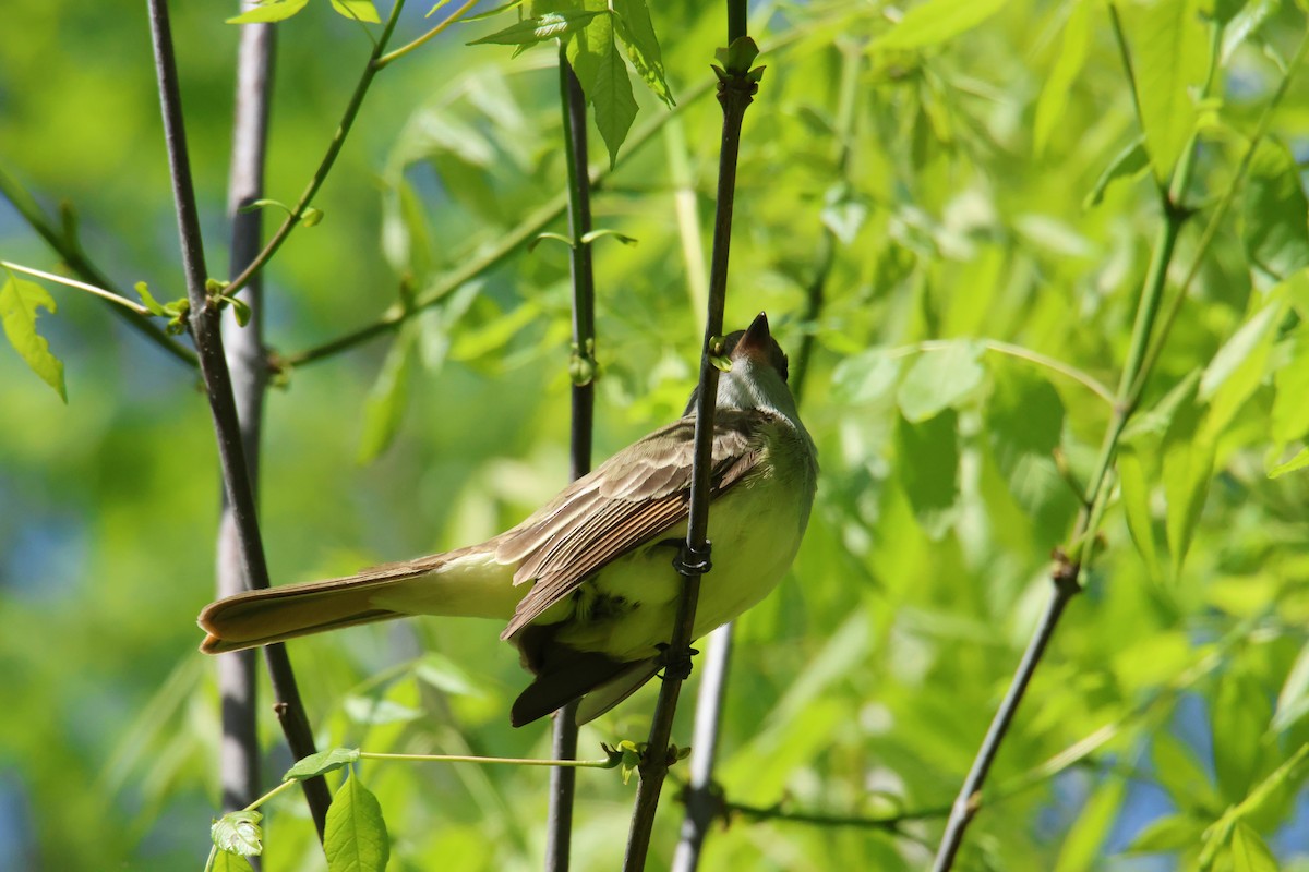 Great Crested Flycatcher - ML618695230