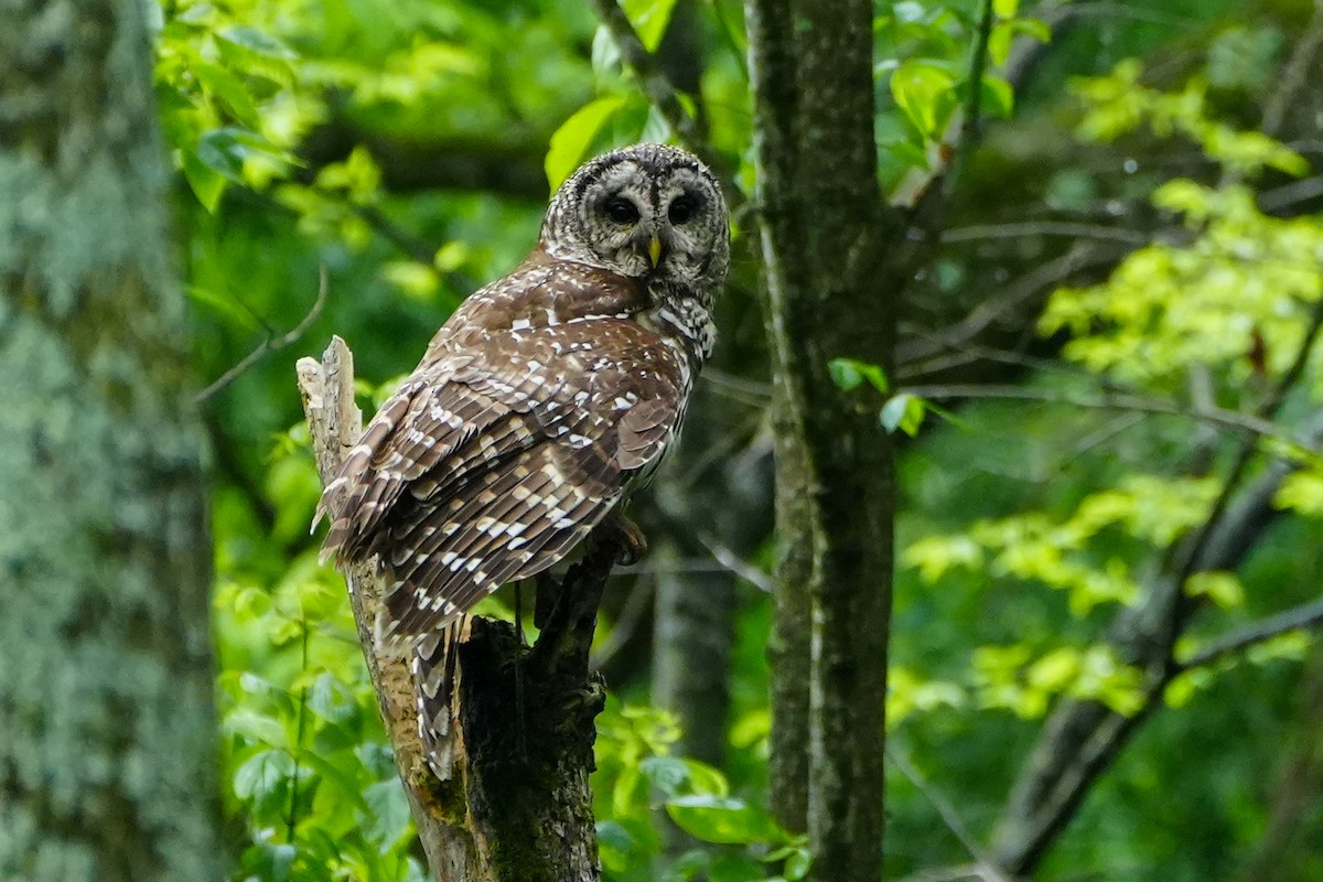 Barred Owl - ML618695236