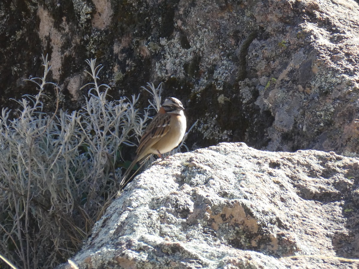 Rufous-collared Sparrow - ML618695274