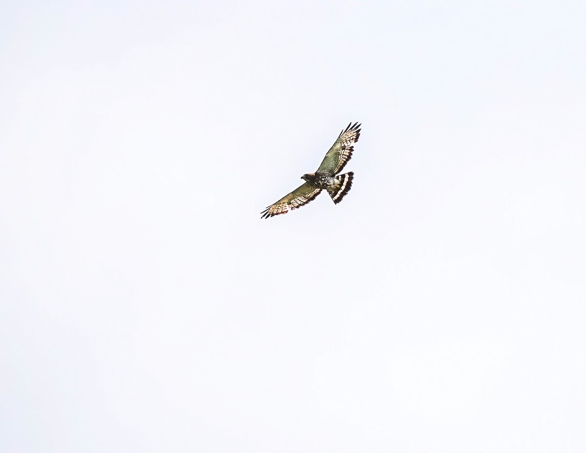 Broad-winged Hawk - ML618695291