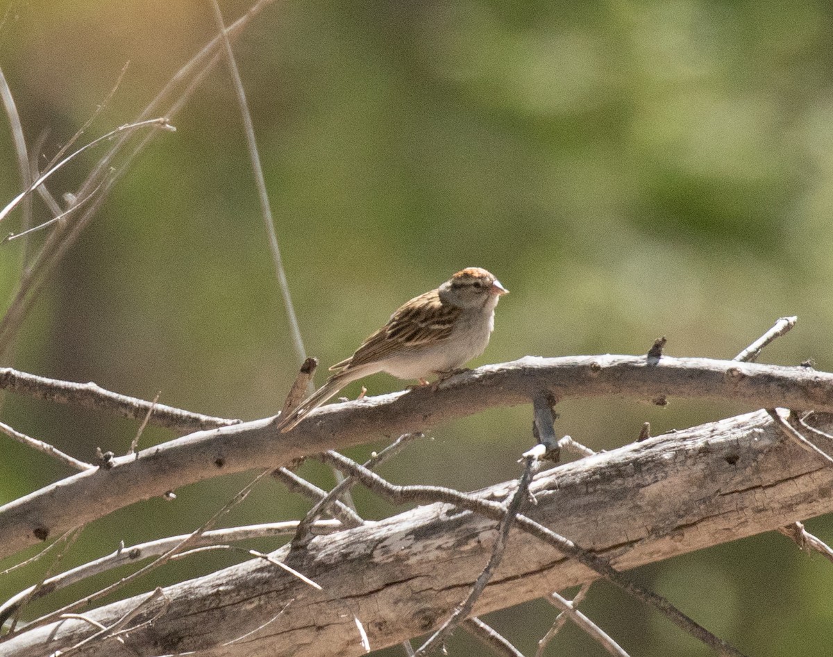 Chipping Sparrow - Liam Huber