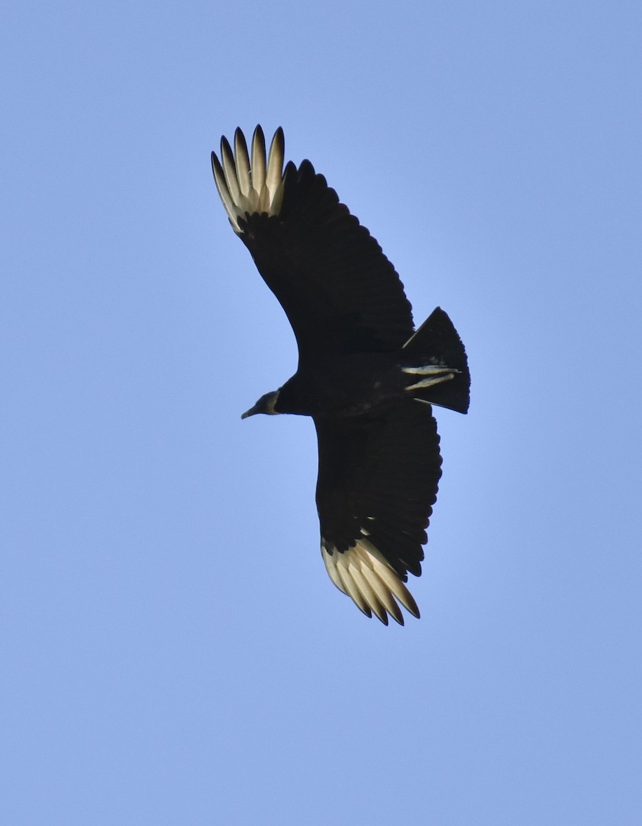 Black Vulture - ML618695349