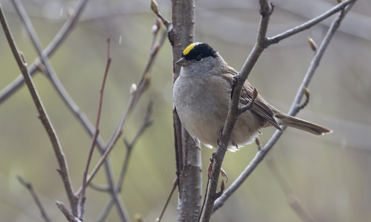 Golden-crowned Sparrow - ML618695351