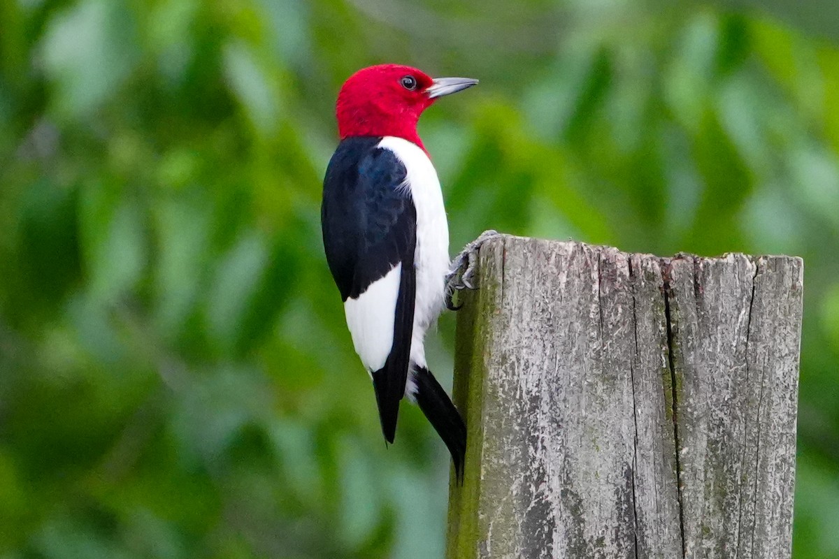 Red-headed Woodpecker - ML618695357