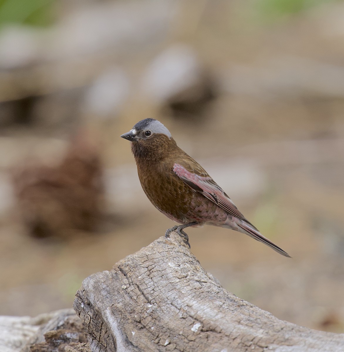 Gray-crowned Rosy-Finch - ML618695401