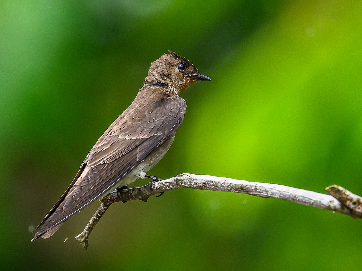 Southern Rough-winged Swallow - ML618695402