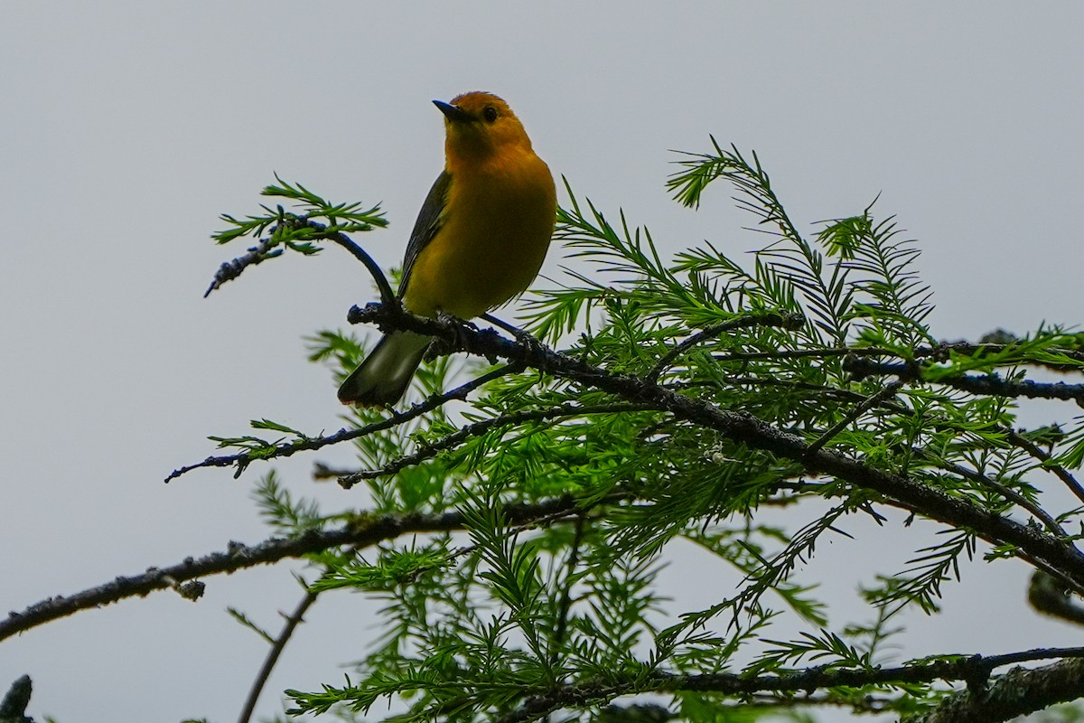 Prothonotary Warbler - ML618695412