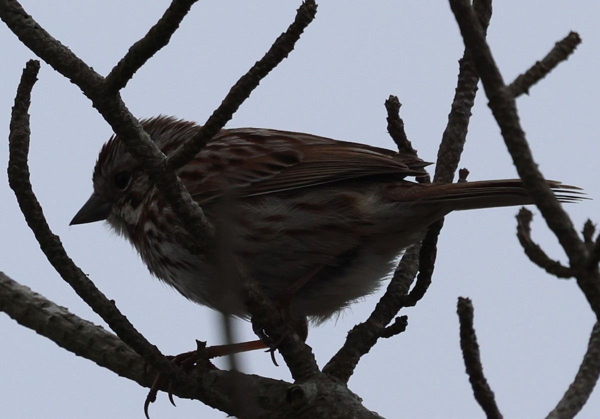 Song Sparrow - burton balkind