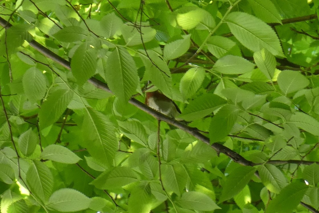 Bay-breasted Warbler - ML618695436