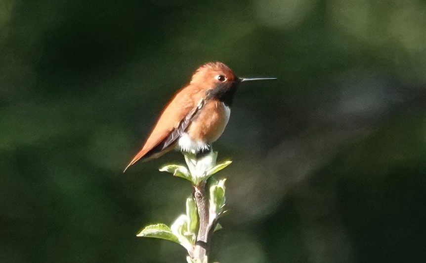 Rufous Hummingbird - ML618695448