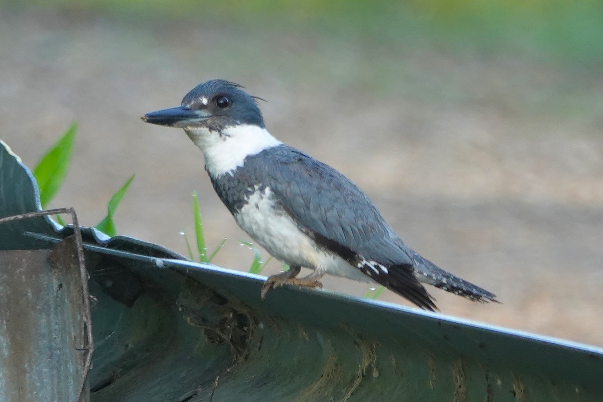 Belted Kingfisher - ML618695470