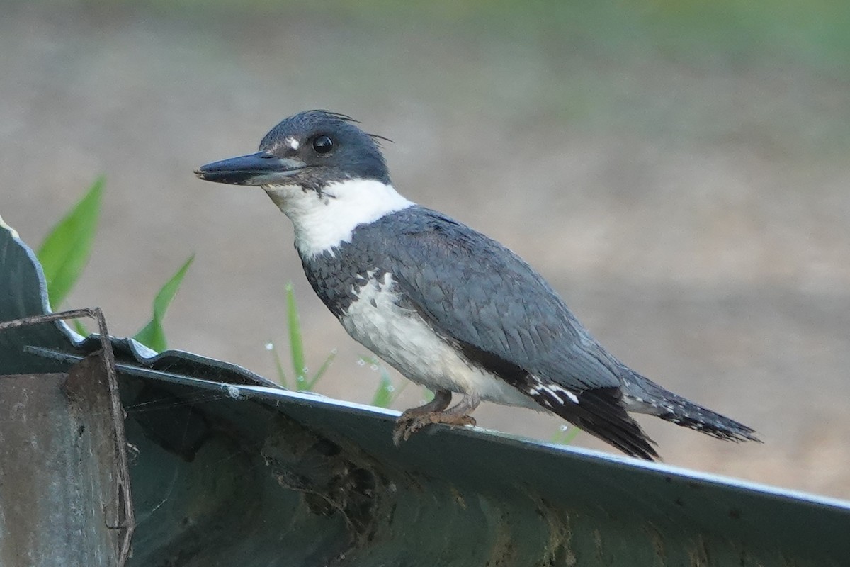 Belted Kingfisher - ML618695471