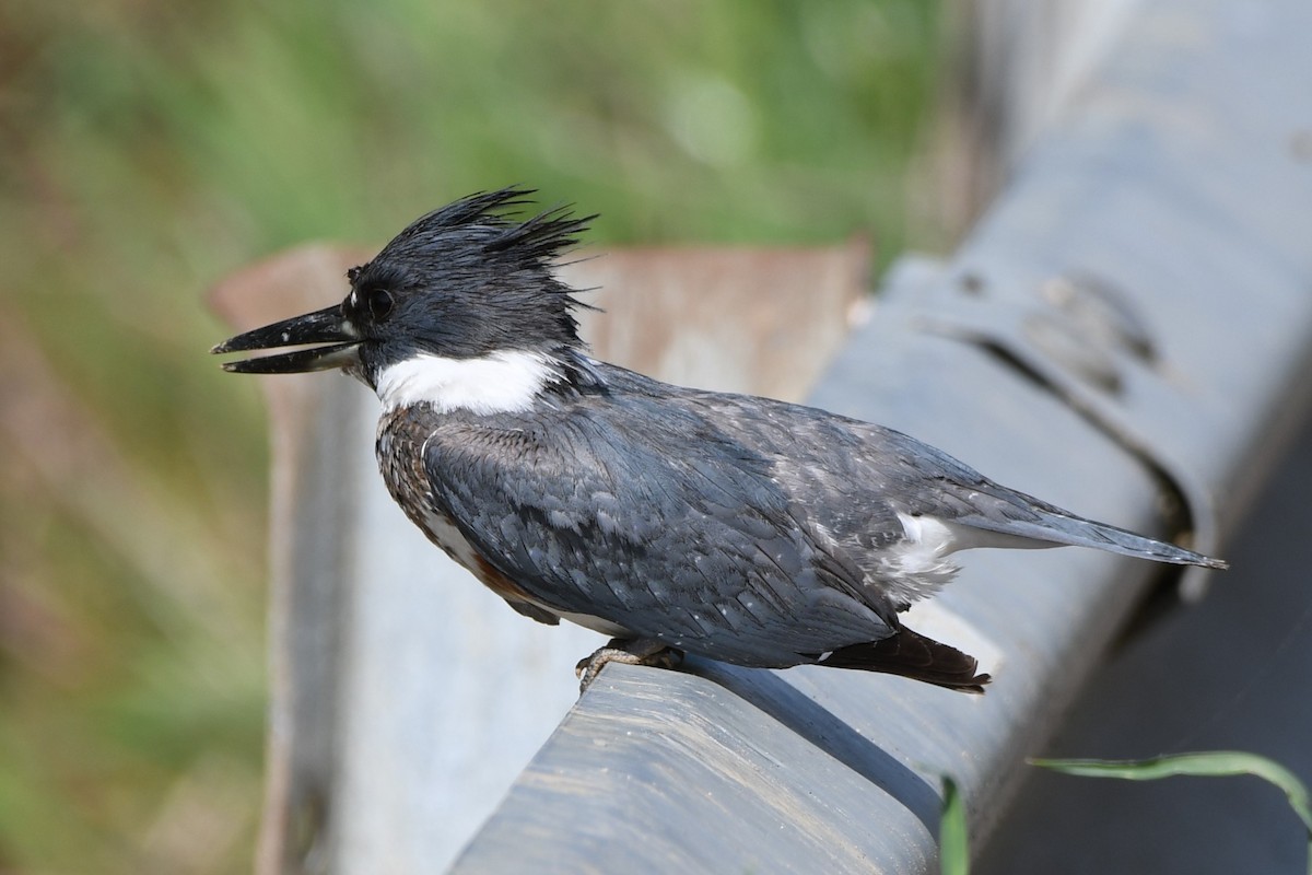 Belted Kingfisher - ML618695478