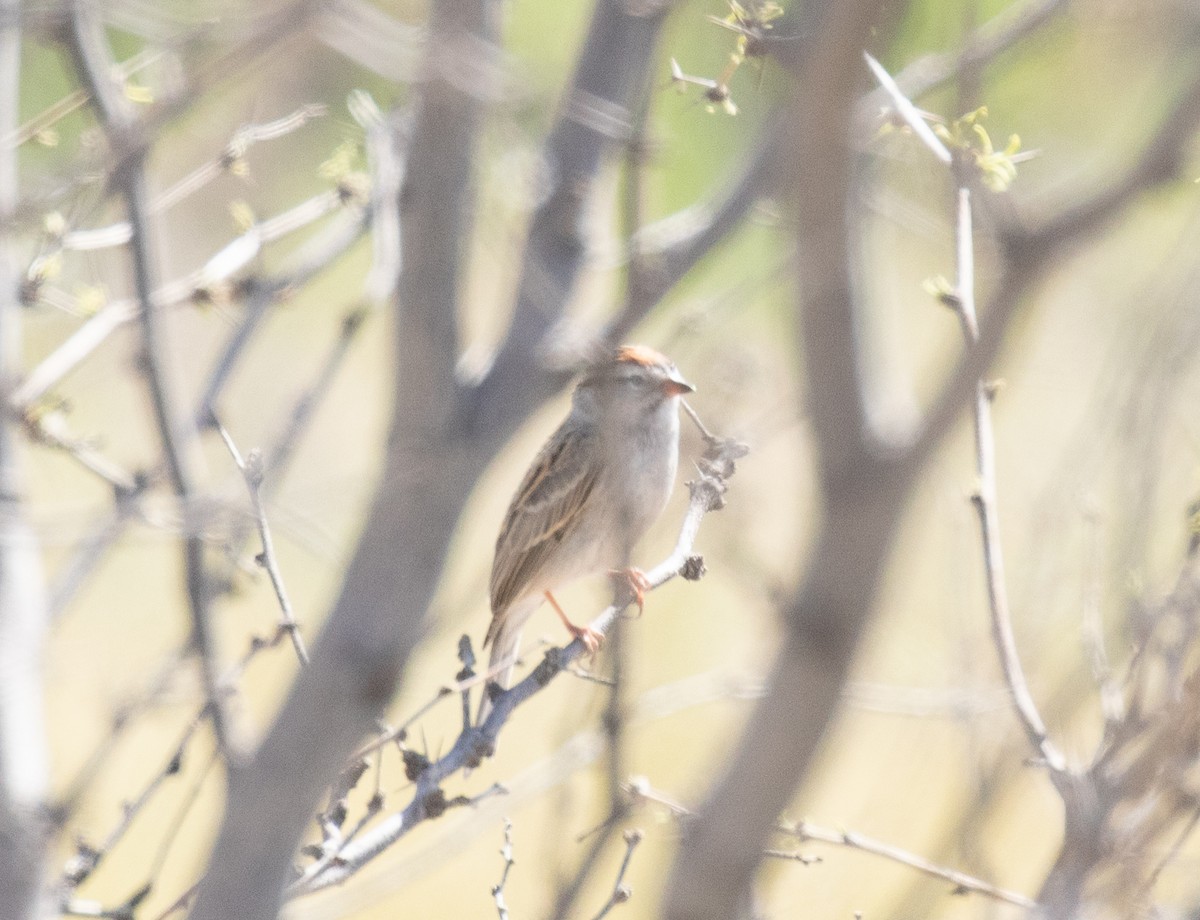 Chipping Sparrow - ML618695491