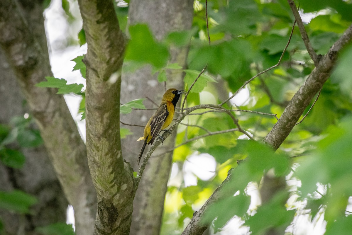Orchard Oriole - ML618695501