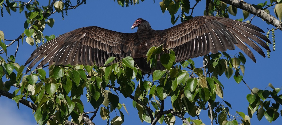Turkey Vulture - ML618695502