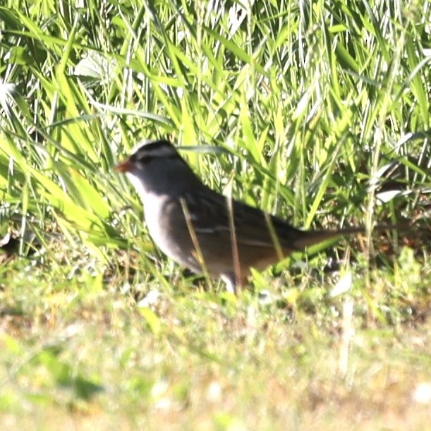 White-crowned Sparrow - ML618695505