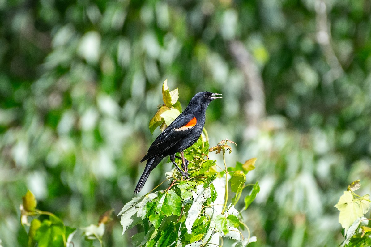 Red-winged Blackbird - ML618695517