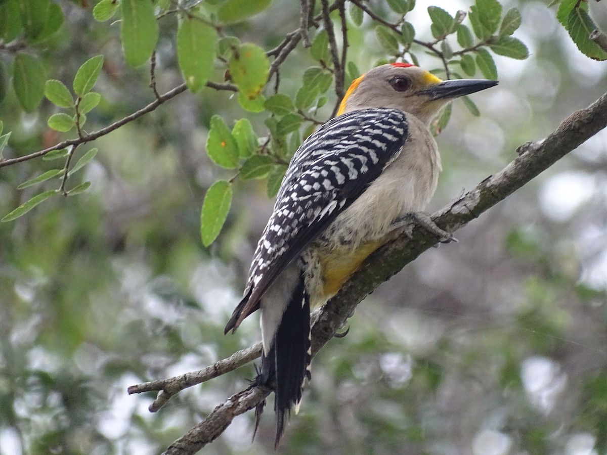 Golden-fronted Woodpecker - ML618695522