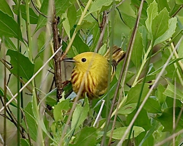 Yellow Warbler - ML618695536