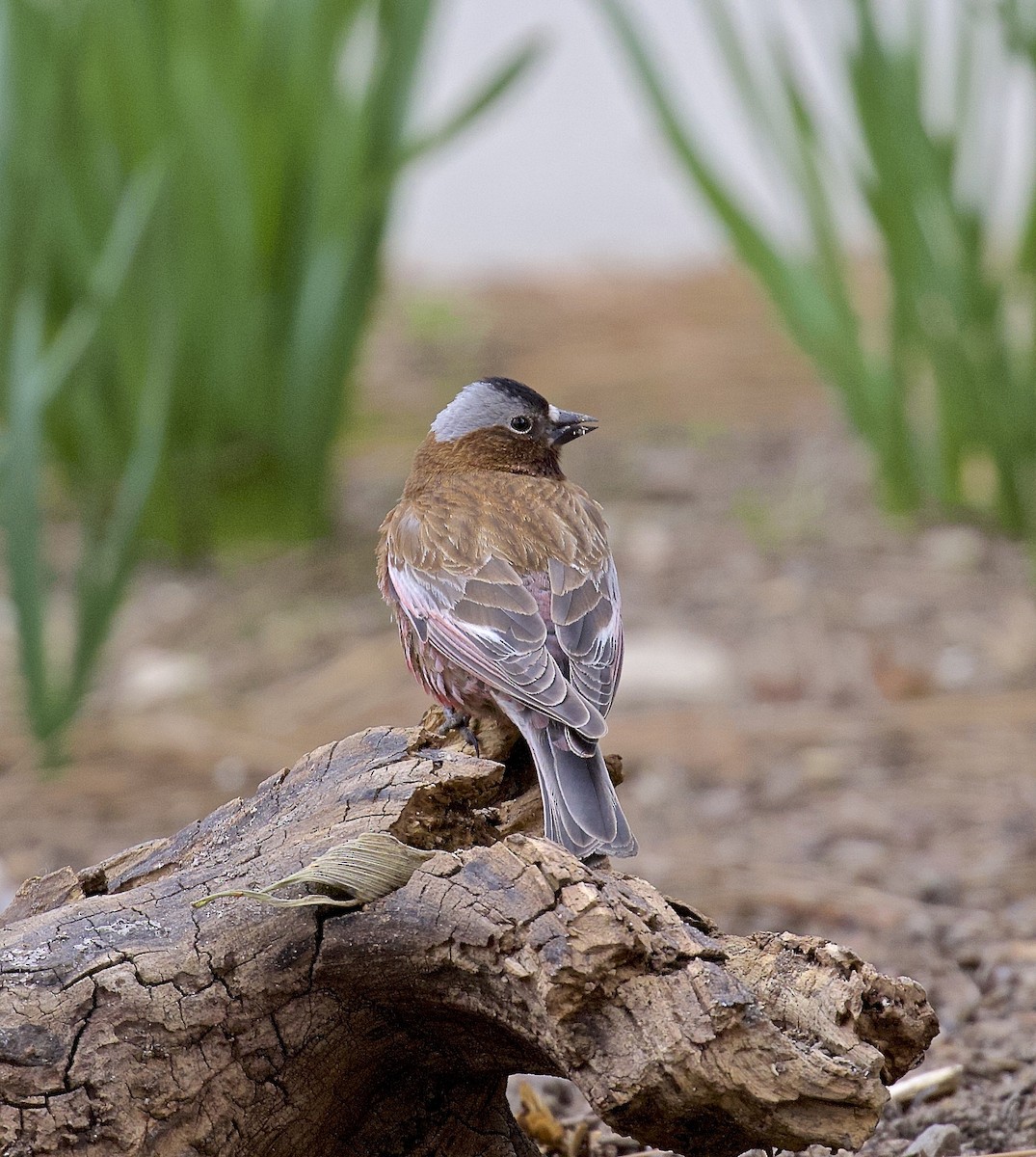 Gray-crowned Rosy-Finch - ML618695545