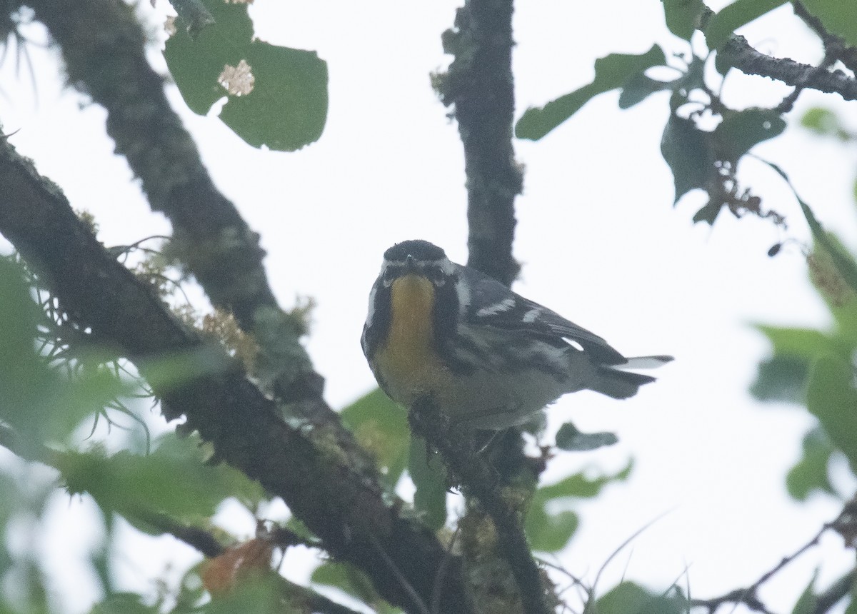Yellow-throated Warbler - ML618695552